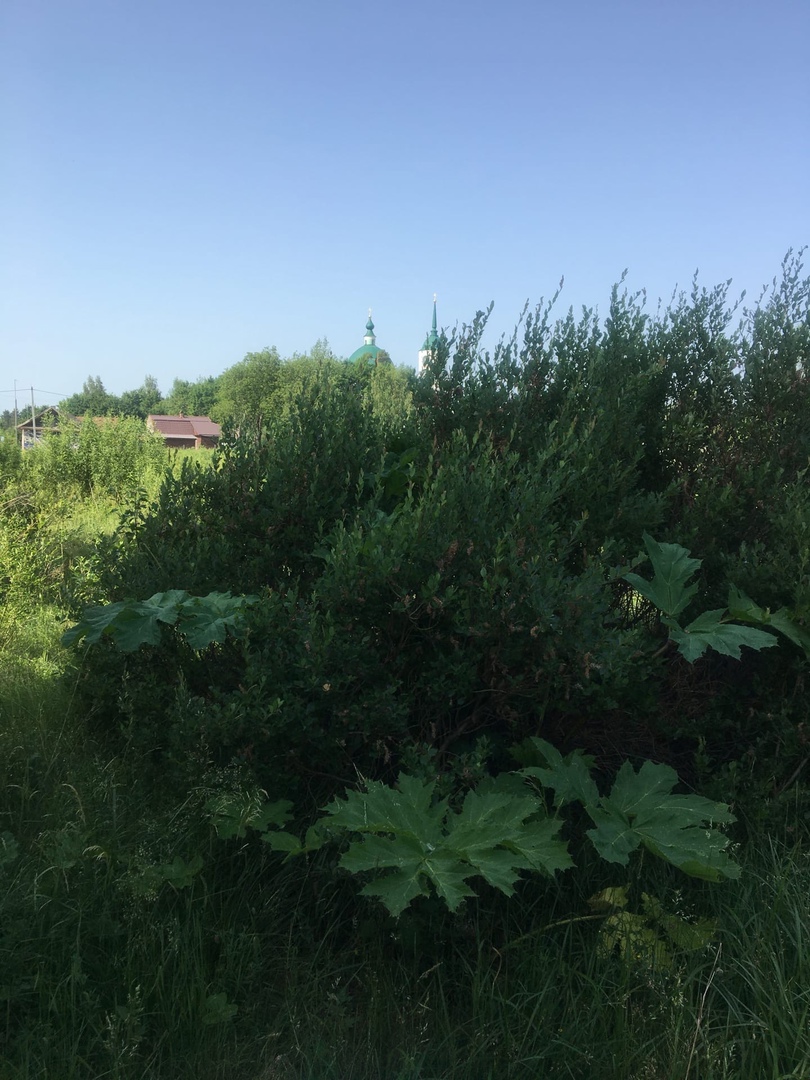 БЕЗ БОРЩЕВИКА.